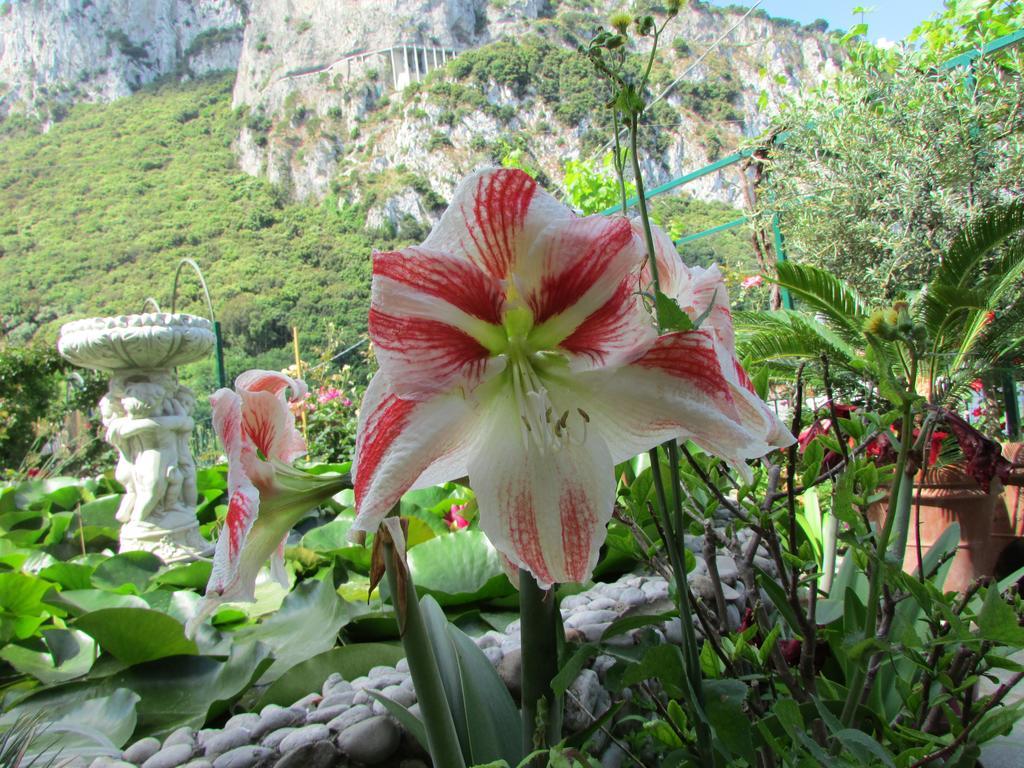 B&B Palazzo a Mare Capri Kültér fotó