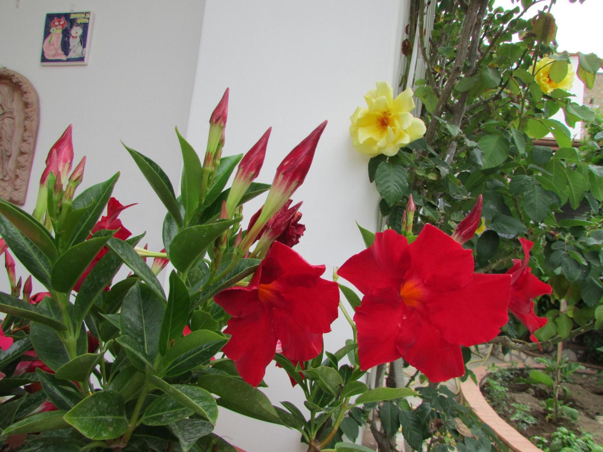 B&B Palazzo a Mare Capri Kültér fotó