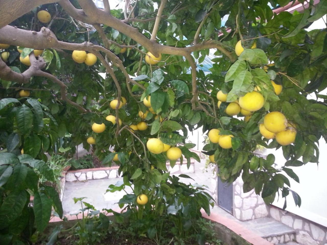 B&B Palazzo a Mare Capri Kültér fotó